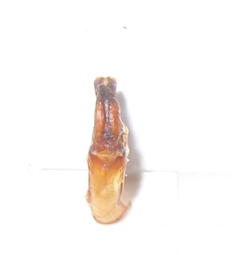 Metallopseudinca auberti